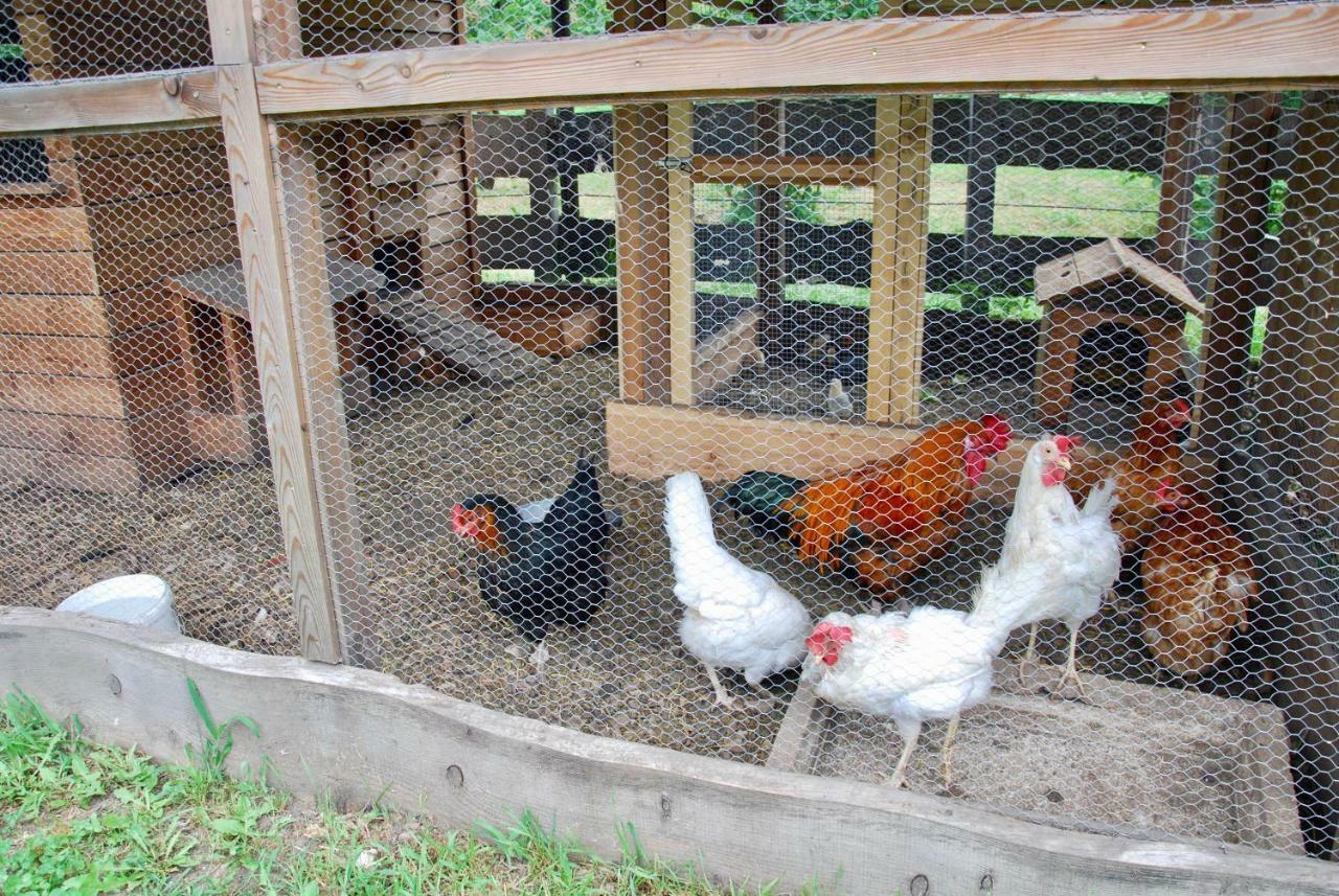B&B Dalla Fattoria Della Patty Pieve Di Ledro Εξωτερικό φωτογραφία